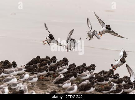 Eine kleine Gruppe von Turnstone (Arenaria Interpres) landet in Leigh on Sea, Essex Stockfoto