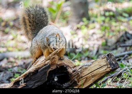 Ein Fuchshörnchen (Sciurus niger) beißt einen Ast auf einen abgestürzten Baum im Frühling in Michigan, USA. Stockfoto