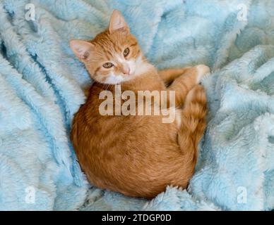 Ginger Cat liegt auf einer hellblauen Decke. Haustiere Stockfoto