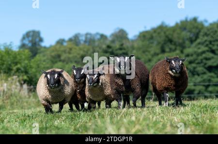 Badger traf auf Texel-Schafe, eine niederländische Rasse, die nach Großbritannien importiert wurde. Stockfoto