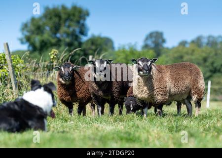 Badger traf auf Texel-Schafe, eine niederländische Rasse, die nach Großbritannien importiert wurde. Stockfoto