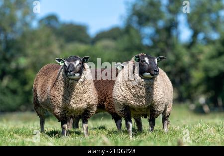 Badger traf auf Texel-Schafe, eine niederländische Rasse, die nach Großbritannien importiert wurde. Stockfoto