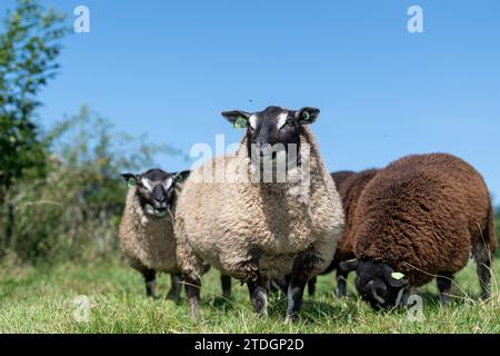 Badger traf auf Texel-Schafe, eine niederländische Rasse, die nach Großbritannien importiert wurde. Stockfoto