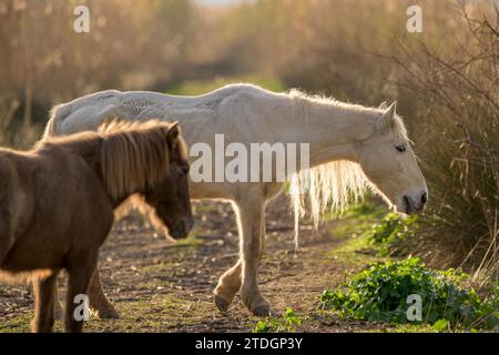 Zwei Pferde, eins weiß und eins braun, weiden friedlich in sonnendurchfluteter Natur Stockfoto