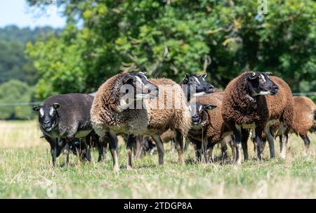 Badger traf auf Texel-Schafe, eine niederländische Rasse, die nach Großbritannien importiert wurde. Stockfoto