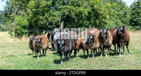 Badger traf auf Texel-Schafe, eine niederländische Rasse, die nach Großbritannien importiert wurde. Stockfoto