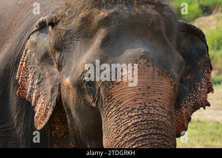 Der asiatische Elefant, Lebenserwartung: 48 Jahre, Länge: 5,5 - 6,5 m (Erwachsene, einschließlich Stamm, Körperlänge), Höhe: 2,8 m (männlich) Stockfoto