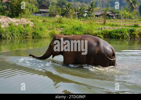 Der asiatische Elefant, Lebenserwartung: 48 Jahre, Länge: 5,5 - 6,5 m (Erwachsene, einschließlich Stamm, Körperlänge), Höhe: 2,8 m (männlich) Stockfoto