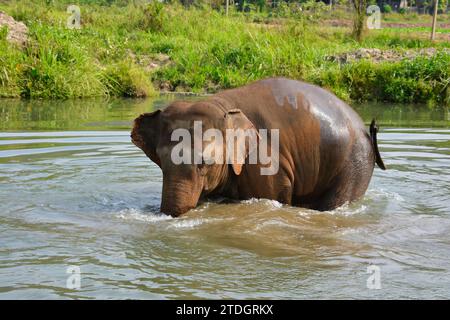 Der asiatische Elefant, Lebenserwartung: 48 Jahre, Länge: 5,5 - 6,5 m (Erwachsene, einschließlich Stamm, Körperlänge), Höhe: 2,8 m (männlich) Stockfoto