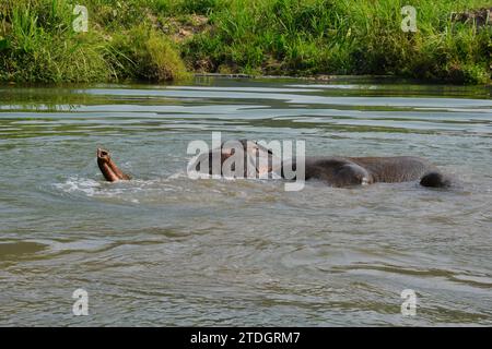 Der asiatische Elefant, Lebenserwartung: 48 Jahre, Länge: 5,5 - 6,5 m (Erwachsene, einschließlich Stamm, Körperlänge), Höhe: 2,8 m (männlich) Stockfoto