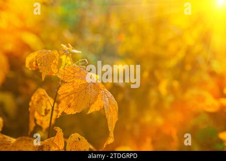 Herbstlaub auf unscharfem, beleuchtetem Hintergrund im instagram-Stil Stockfoto