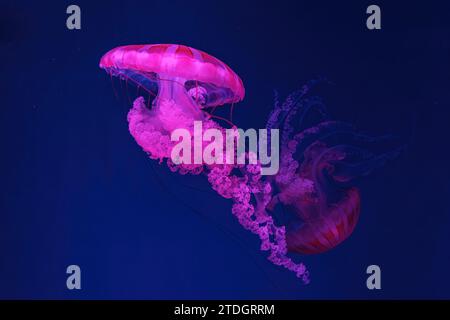 Schwimmende Quallen unter Wasser, Aquariumpool mit pinkfarbenem Neonlicht. Die südamerikanische Seekessel Chrysaora plocamia in blauem Wasser, Ozean. Th Stockfoto