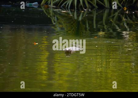 Eine asiatische Wasserwarane, Varanus salvator, schwimmt durch grünes, reflektierendes Teichwasser, Thailand Stockfoto