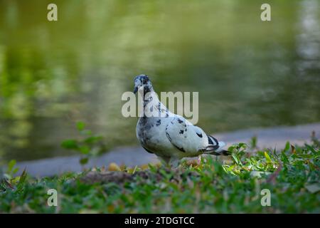 Leucistic Rock Pigeon (Columba Livia) läuft über Gras im Hintergrund eines Flusses Stockfoto