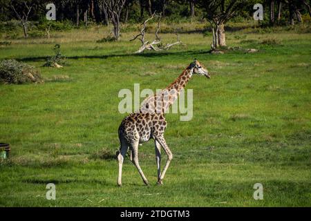 Eine ausgewachsene Giraffe in einem Naturschutzgebiet in Simbabwe Stockfoto