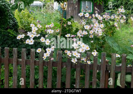 Bewachsen, Garten, Kleingartenanlage, Holz, Zaun, Blüte, Japanische Anemone, Plot, Grenze, Schuppen Stockfoto