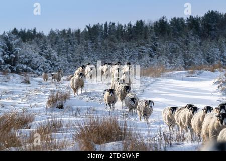 Schwärme von Swaledale-Schafen, die durch den Schnee laufen, um sich auf einer Hochweide in Wensleydale, North Yorkshire, Großbritannien, zu ernähren. Stockfoto