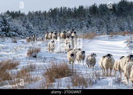 Schwärme von Swaledale-Schafen, die durch den Schnee laufen, um sich auf einer Hochweide in Wensleydale, North Yorkshire, Großbritannien, zu ernähren. Stockfoto