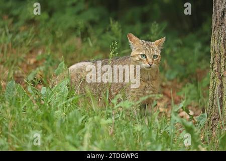 Wildkatze (Felis silvestris), Nationalpark Bayerischer Wald, Bayern, Deutschland, Gefangenschaft Stockfoto