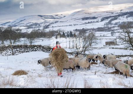 Die Hirtin füttert Schafheu an einem schneebedeckten Wintermorgen. Wensleydale, North Yorkshire, Großbritannien. Stockfoto