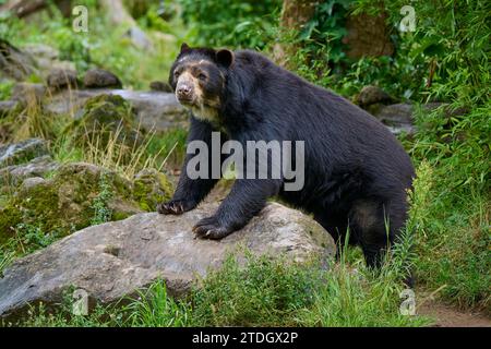 Brillenbär (Tremarctos ornatus), stehend mit Vorderpfoten auf Felsen, Gefangenschaft, Deutschland Stockfoto