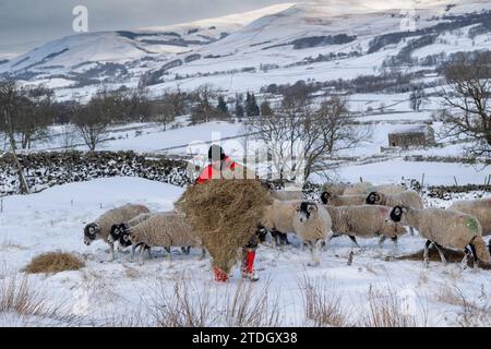 Die Hirtin füttert Schafheu an einem schneebedeckten Wintermorgen. Wensleydale, North Yorkshire, Großbritannien. Stockfoto