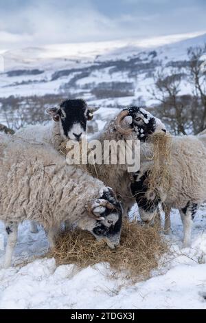 Eine Schar von Schwaledale-Schafen, die an einem Wintermorgen Heu essen. Wensleydale, North Yorkshire, Großbritannien. Stockfoto