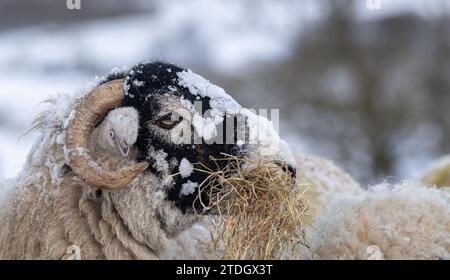 Eine Schar von Schwaledale-Schafen, die an einem Wintermorgen Heu essen. Wensleydale, North Yorkshire, Großbritannien. Stockfoto