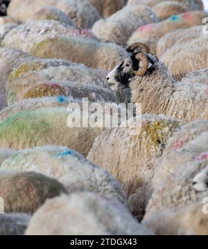 Eine Schar von Schwaledale-Schafen, die an einem Wintermorgen Heu essen. Wensleydale, North Yorkshire, Großbritannien. Stockfoto