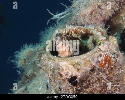 Ein Säbelzahnblenny (Petroscirtes mitratus) bewohnt einen Plastikkanister, Meeresverschmutzung, Tauchplatz House Reef, Mangrove Bay, El Quesir, Rotes Meer Stockfoto