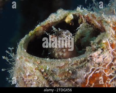 Ein Säbelzahnblenny (Petroscirtes mitratus) bewohnt einen Plastikkanister, Meeresverschmutzung, Tauchplatz House Reef, Mangrove Bay, El Quesir, Rotes Meer Stockfoto