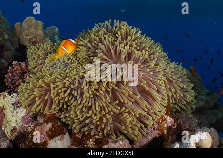 Herrliche Seeanemone (Heteractis magnifica) und Clownfisch (Amphiprion bicinctus), Tauchplatz Dangerous Reef, St Johns Reef, Saint Johns Stockfoto