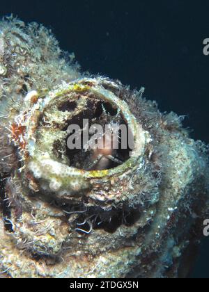 Ein Säbelzahnblenny (Petroscirtes mitratus) bewohnt einen Plastikkanister, Meeresverschmutzung, Tauchplatz House Reef, Mangrove Bay, El Quesir, Rotes Meer Stockfoto