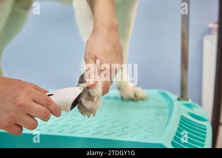 Ein Friseur schneidet die Haare auf den Pfoten des Hundes mit einer Rasiermaschine. Stockfoto