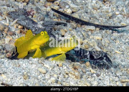 Nahaufnahme des symbiotischen Verhaltens eines auf Sandboden sitzenden Paares von Gelbkrabben (Cryptocentrus cinctus) und Marmorierten Krabben (Alpheus rapax) Stockfoto