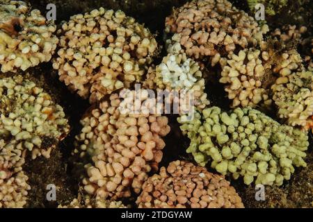 Unterwasserfoto von kalkhaltigen Rotalgen (Corallinaceae) vor Popcorn Beach auf Fuerteventura, Atlantik, Makaronesischer Archipel, Osten Stockfoto