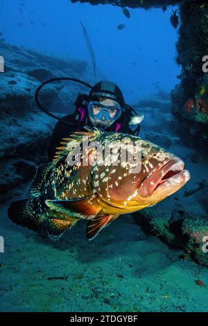 Großer dunkler Gruppentaucher (Epinephelus marginatus) schwimmt vor einem Taucher durch ein felsiges Riff, Atlantik, Makaronesischer Archipel, Osten Stockfoto