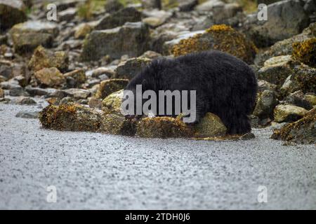 Schwarzbär ernährt sich von Weichtieren Stockfoto