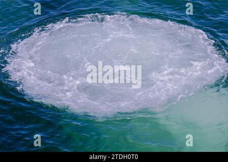 Anzeichen für Buckelwale, Blasennetz Stockfoto