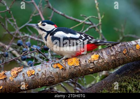 Männlicher Großspecht Für Erwachsene Stockfoto