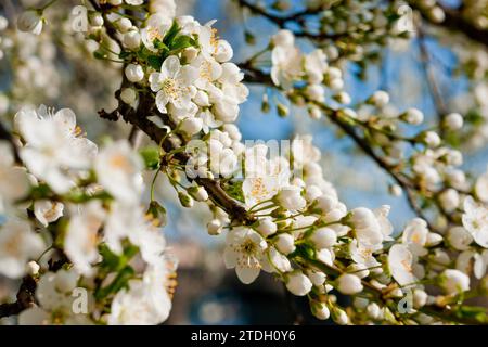 Dresdner Silhouette im Frühling. Zahlreiche japanische Kirschbäume blühen im Frühjahr am Ufer der Neustätterelbe und laden zu einem Spaziergang ein Stockfoto