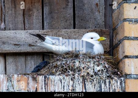 Kittiwake Nistplätze in verlassener arktischer Siedlung (Pyramiden) Stockfoto