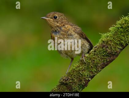 Juvenile Rotkehlchen Stockfoto