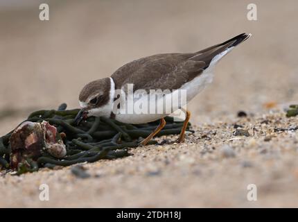 Halbpalmierte Plover-Fütterung am Strand Stockfoto