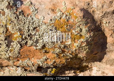 Krustose und Blattflechten auf einem Sandsteinblock in der Wüste bei Moab, Utah. Stockfoto