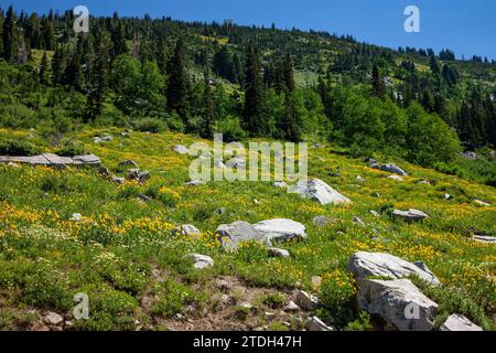 Im Sommer blühen Wildblumen im Albion Basin im Little Cottonwood Canyon bei Salt Lake City, Utah. Stockfoto