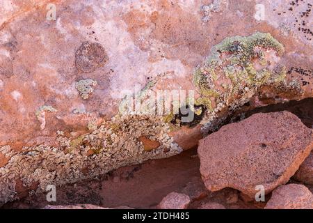 Krustose und Blattflechten auf einem Sandsteinblock in der Wüste bei Moab, Utah. Stockfoto