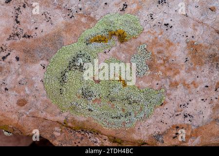 Bunte Krustosenflechten auf einem Sandsteinblock in der Wüste bei Moab, Utah. Stockfoto