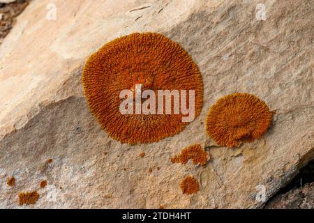 Bunte Krustosenflechten auf einem Sandsteinblock in der Wüste bei Moab, Utah. Stockfoto