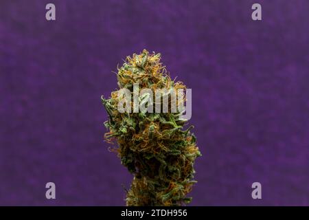 Trocken gereifte Blüte französischer Kekse Varietät von Marihuana-Blüte mit violettem Hintergrund Stockfoto